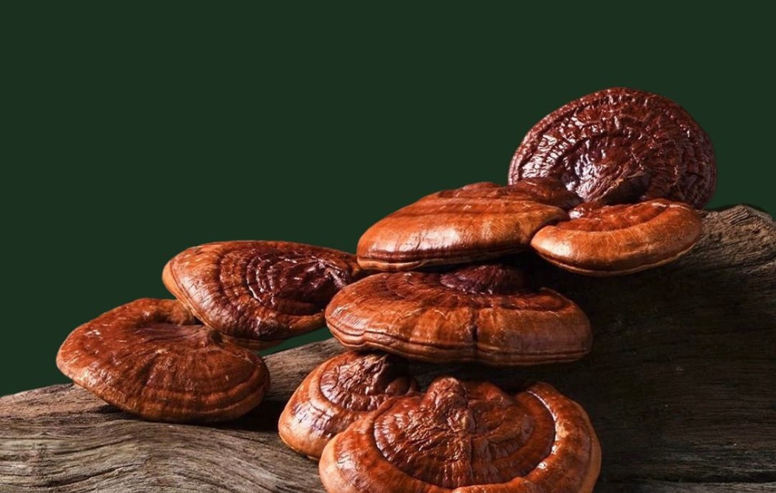 No, These Aren’t Those Mushrooms 🍄 Let’s clear something up straight away