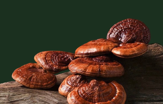 No, These Aren’t Those Mushrooms 🍄 Let’s clear something up straight away